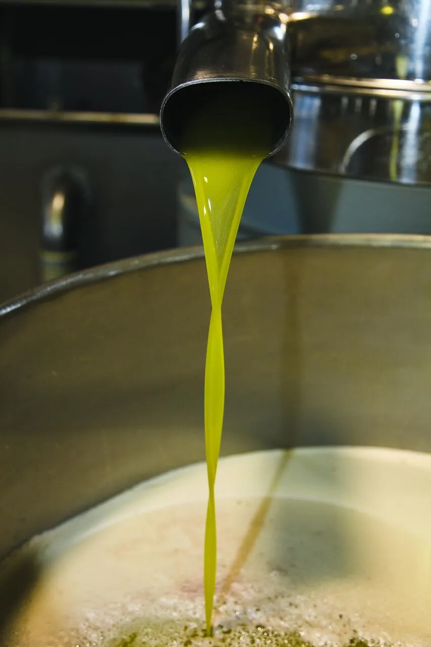 Leccino Extra Virgin Olive Oil - Limited Release